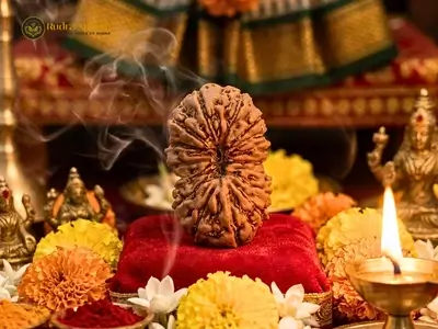 15 mukhi nepali rudraksha
