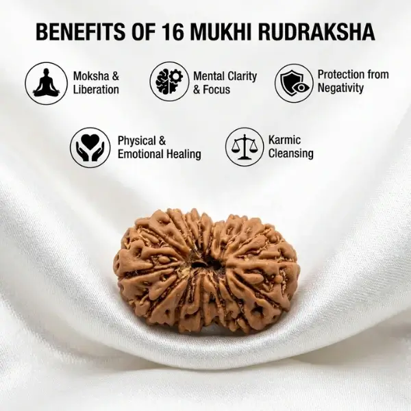 16 Mukhi Nepali Rudraksha | Regular Size - Image 4