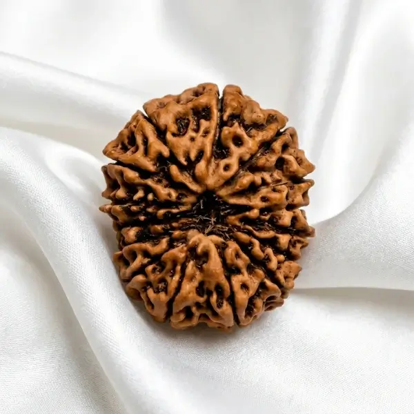 15 Mukhi Indonesian Rudraksha (17–19 mm) - Image 3