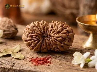original 15 mukhi rudraksha