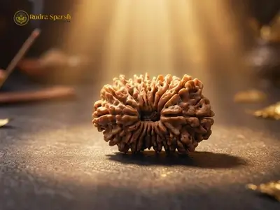 16 mukhi rudraksha nepali