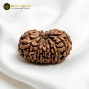 16 mukhi rudraksha