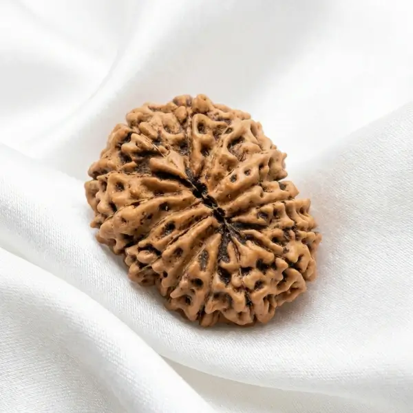 15 Mukhi Indonesian Rudraksha (17–19 mm) - Image 2