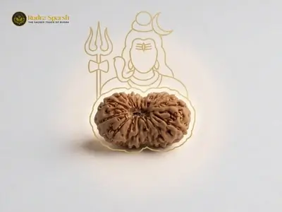 buy original 15 mukhi rudraksha