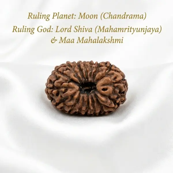 16 Mukhi Indonesian Rudraksha (15–17 mm) – Medium Size - Image 2