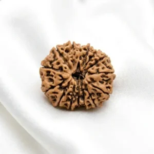 15 mukhi rudraksha