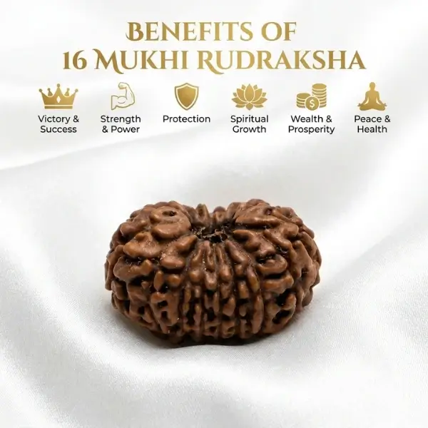 16 Mukhi Indonesian Rudraksha (15–17 mm) – Medium Size - Image 3
