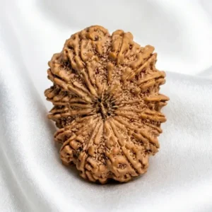 15 mukhi rudraksha