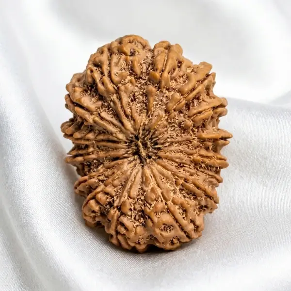 15 mukhi rudraksha