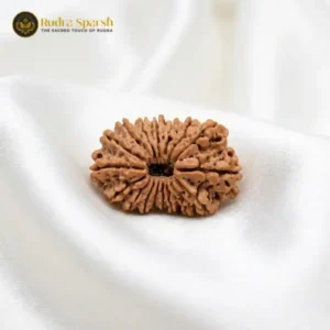 16 mukhi nepali rudraksha