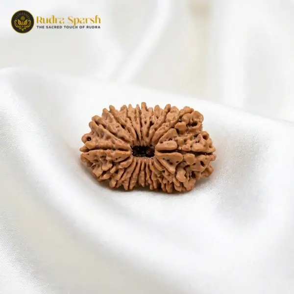 16 Mukhi Nepali Rudraksha | Regular Size
