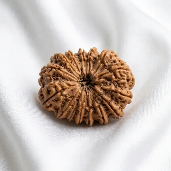 15 Mukhi Nepali Rudraksha (30–32 mm) Collector Bead | Certified - Image 2