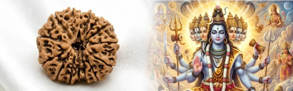 15 mukhi rudraksha