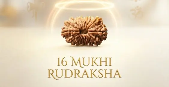 Buy 16 mukhi rudraksha