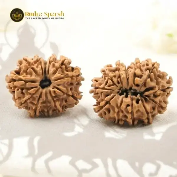12 mukhi rudraksha