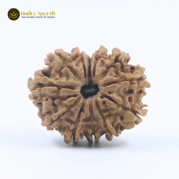 12 mukhi rudraksha benefits