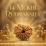 14 Mukhi Rudraksha Benefits