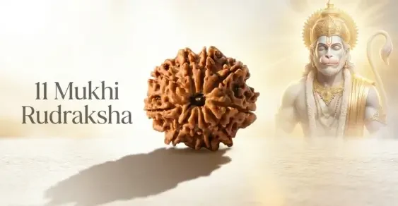 11 Mukhi Nepali Rudraksha
