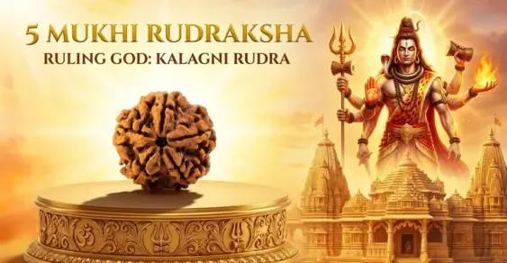 Buy 5 mukhi rudraksha