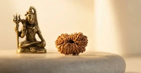 15 mukhi rudraksha